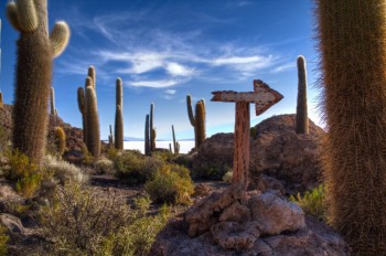 Cactus signs