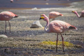Flamingos