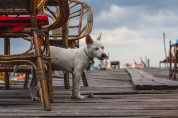 Dock dog