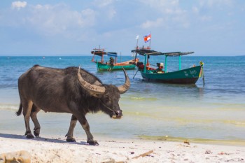 Buffalo beach