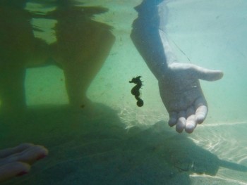 Sea Horse