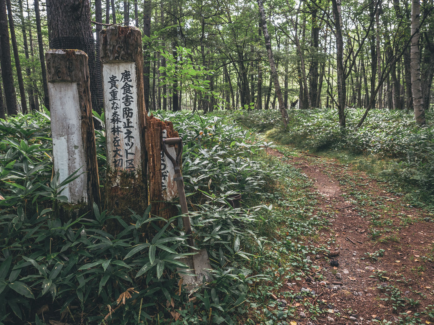 Nikko-72