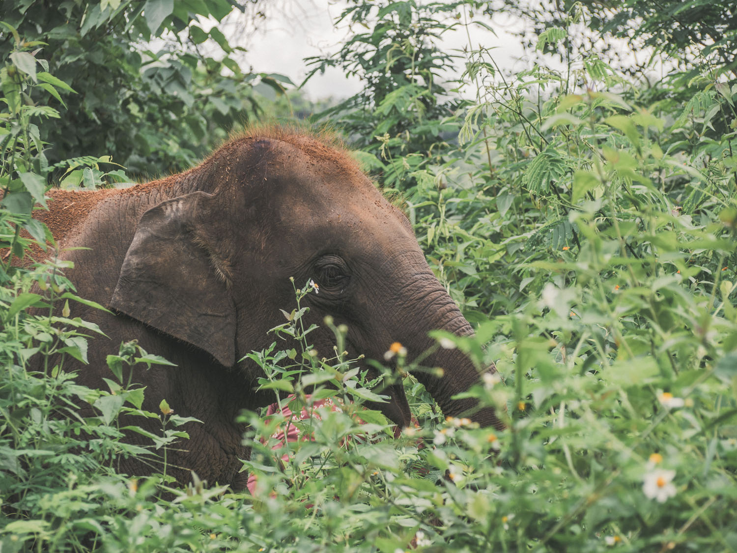 ChiangMai-59